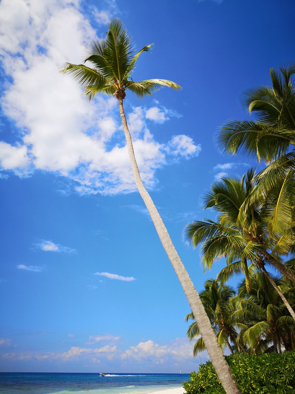 Isla saona